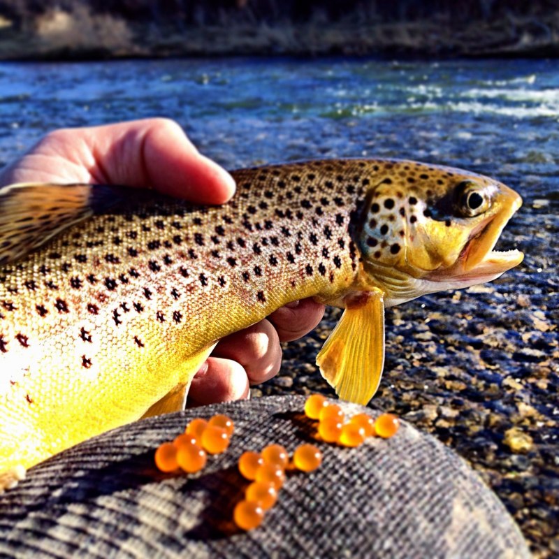 Речная Радужная форель Карелии
