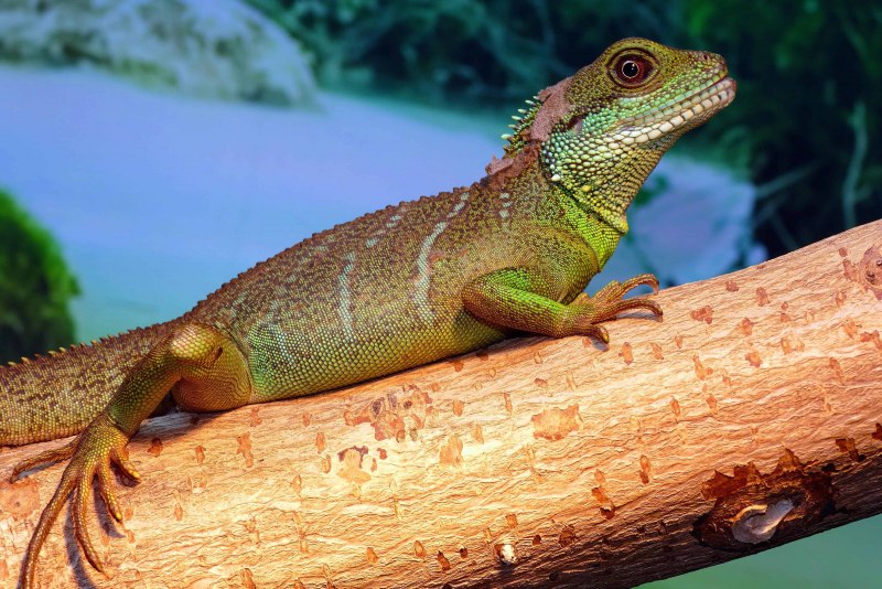 Ящерицы игуаны вараны