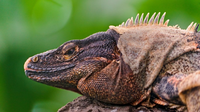 Пятнистобокая игуана