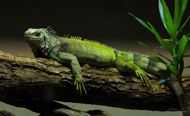 Чилийская игуана