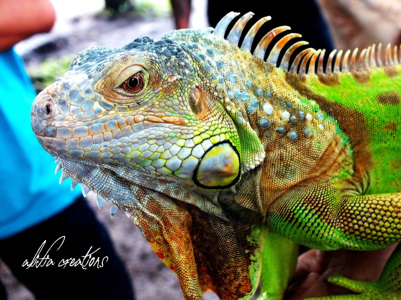 Варан геккон игуана