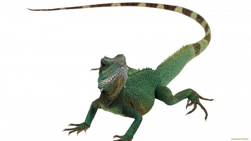 Ящерица хамелеон пресмыкающееся