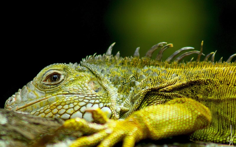 Рептилии Варан черепаха