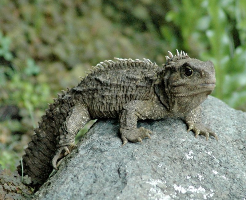 Игуана красная (Iguana Iguana)