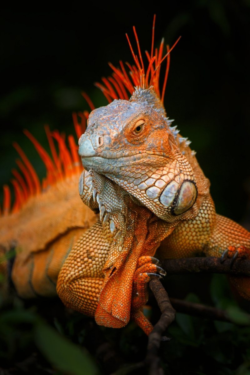 Злая ящерица