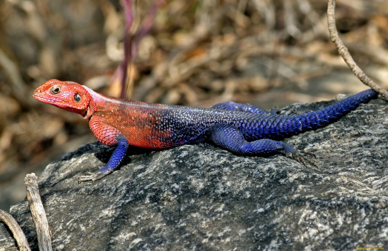 Обыкновенный конолоф