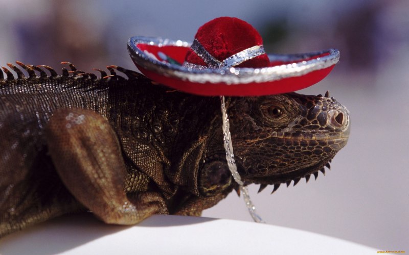 Грин Лизард