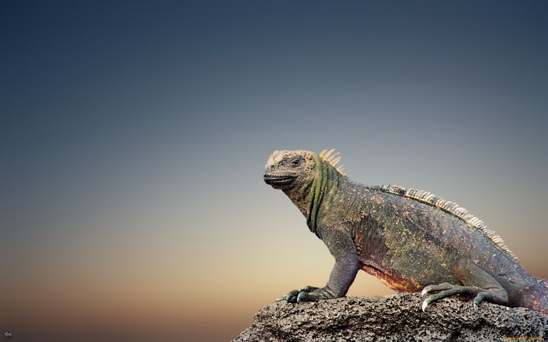 Ящерицы игуаны вараны