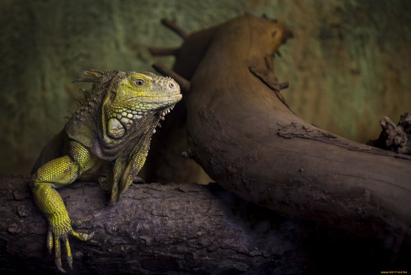 Игуана заставка на рабочий стол