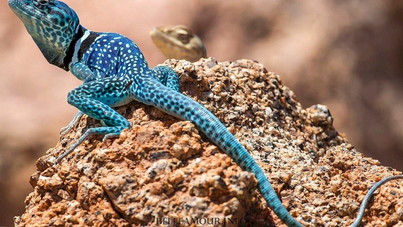 Крокодиловый Варан