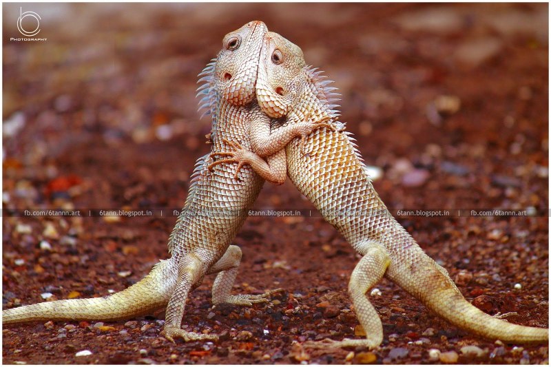 Игуана Песочная