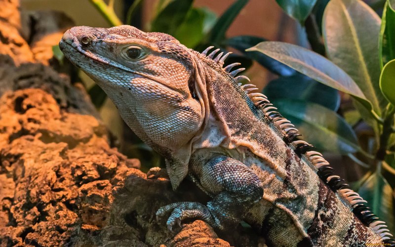 Рептилия агама