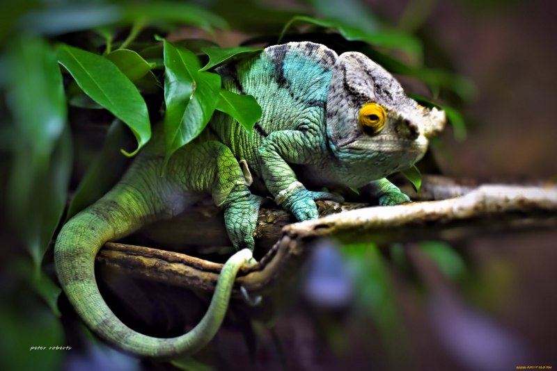 Варан игуана хамелеон как назвать одним словом