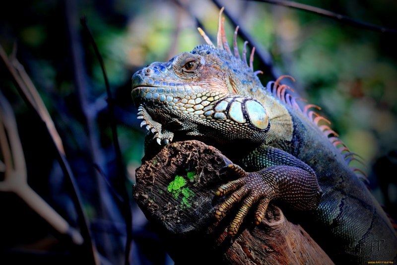 Рептилии игуана pngwing