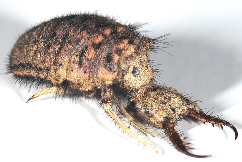 Муравьиный Лев Туранский