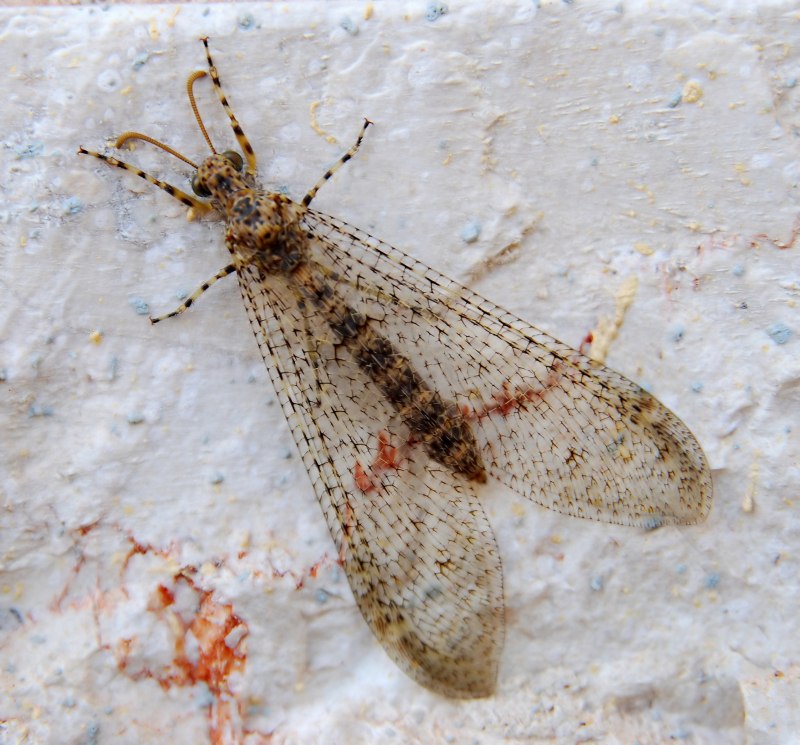 Стрекоза муравьиный Лев