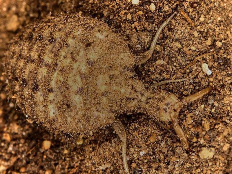 Жук муравьиный Лев