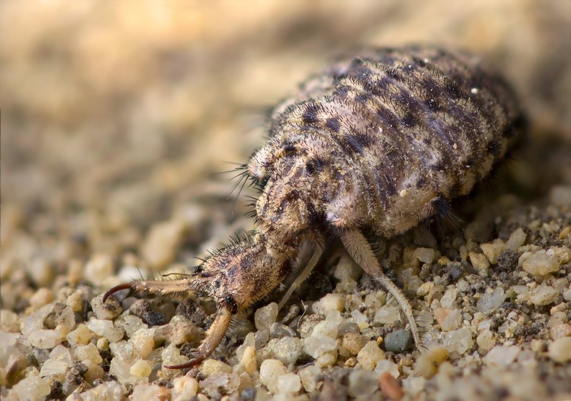 Муравьиный Лев (Myrmeleon formicarius)