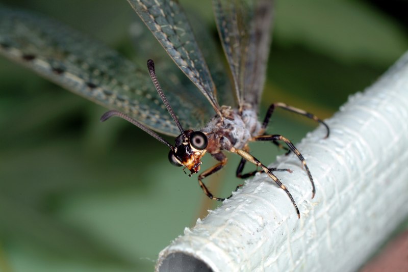 Четырехкрылые насекомые
