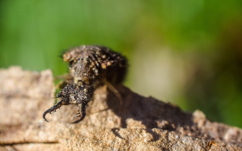 Куколка муравьиного Льва