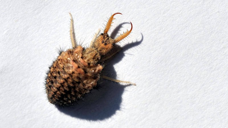 Муравьиный Лев насекомое