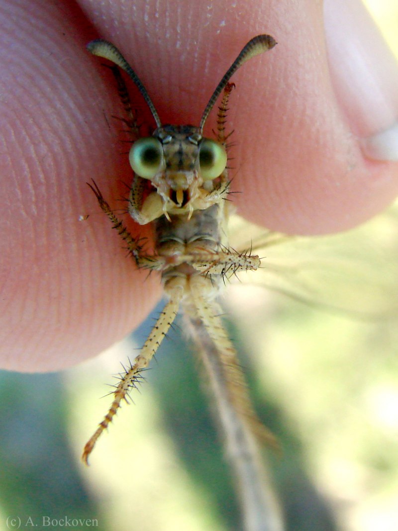 Myrmeleontidae личинка