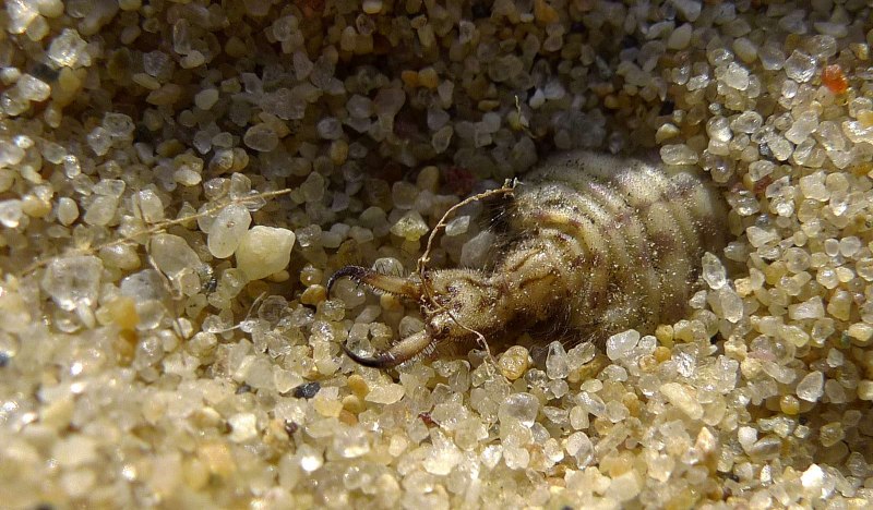 Муравьиный Лев обыкновенный личинки