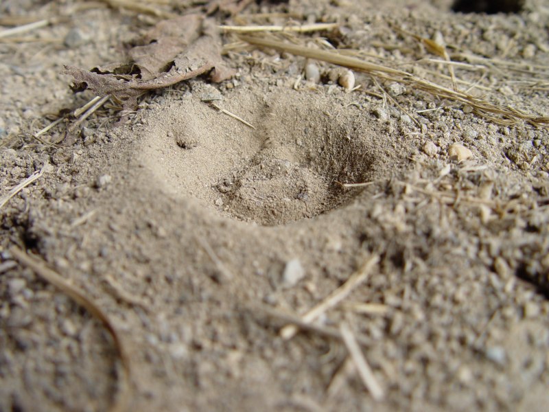 Муравьиные львы half Life Alyx