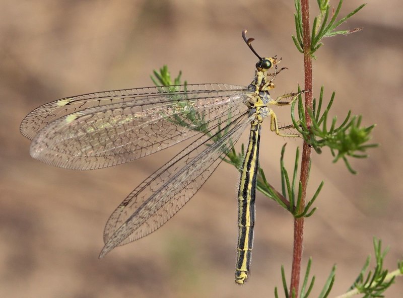 Сетчатокрылые муравьиный Лев