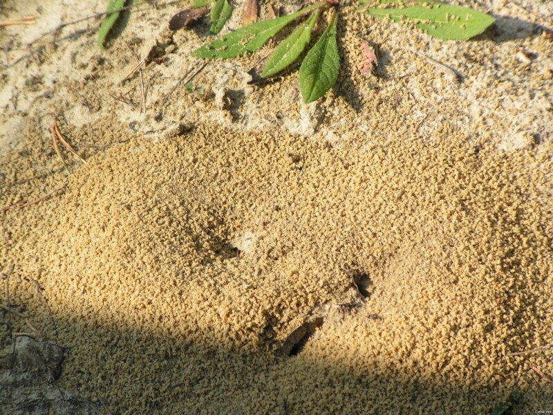 Муравьиный Лев Утриш