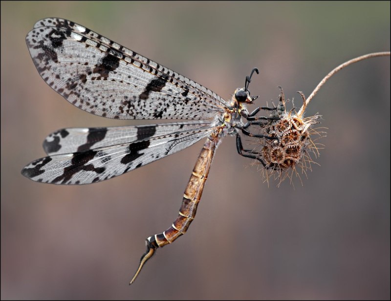 Муравьиный Лев Туранский
