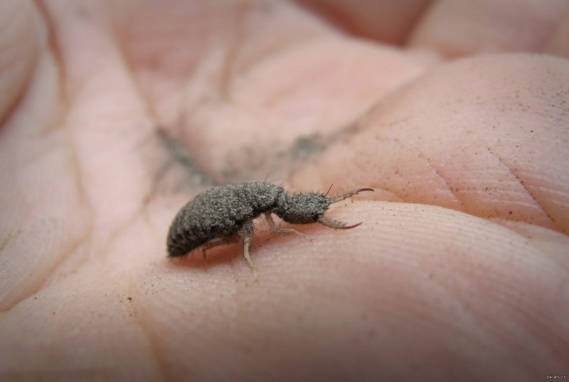 Муравьиный Лев