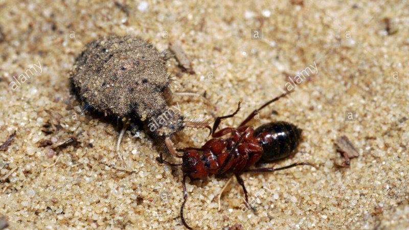 Myrmeleon formicarius