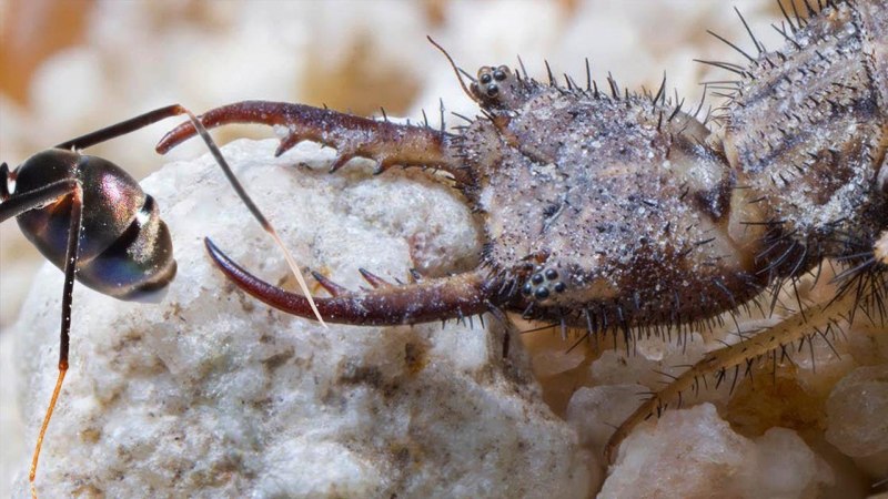 Муравьиный Лев насекомое