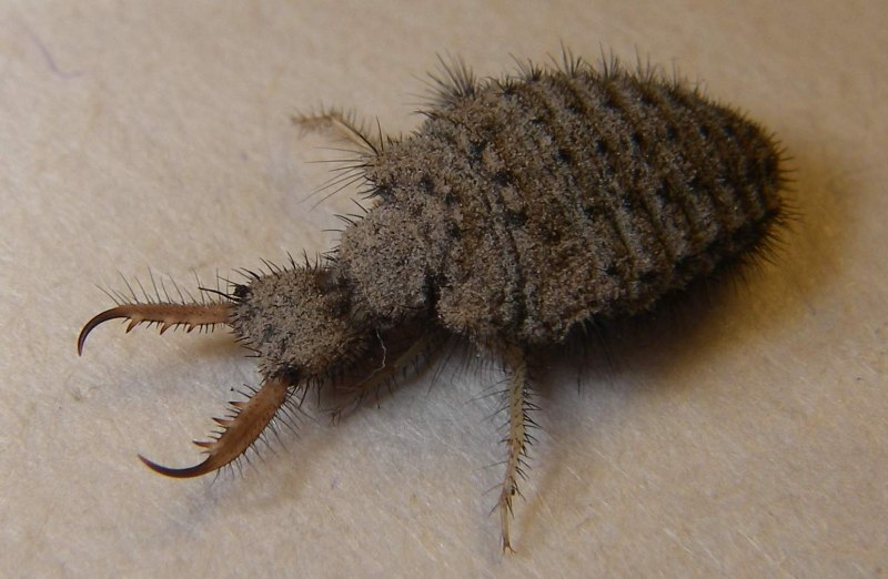 Myrmeleon formicarius