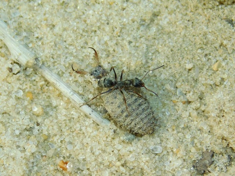 Муравьиный Лев и муравей