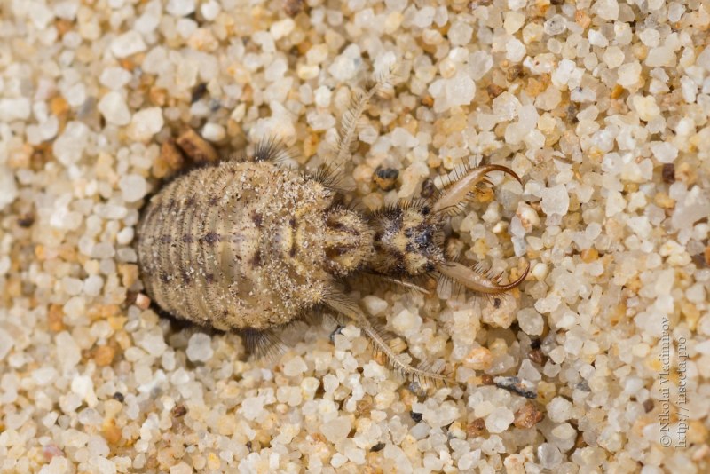 Жук муравьиный Лев