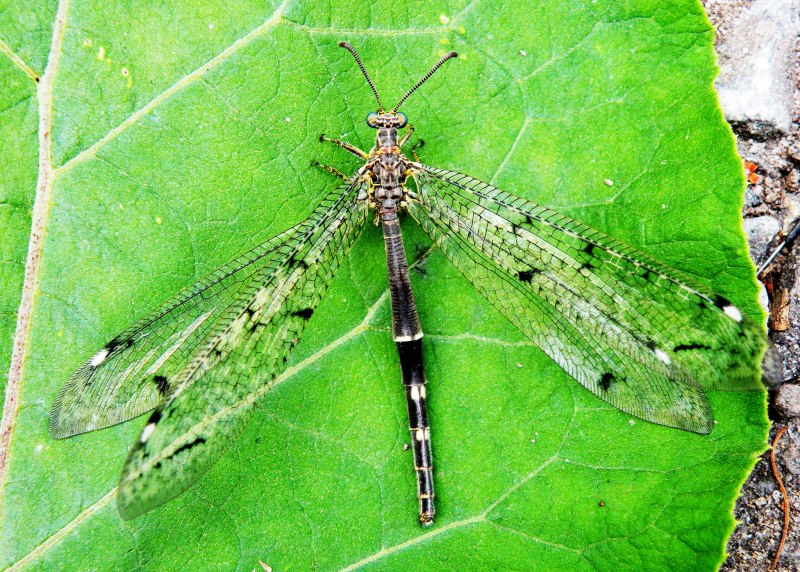 Муравьиный Лев Пятнокрылый (Distoleon tetragrammicus