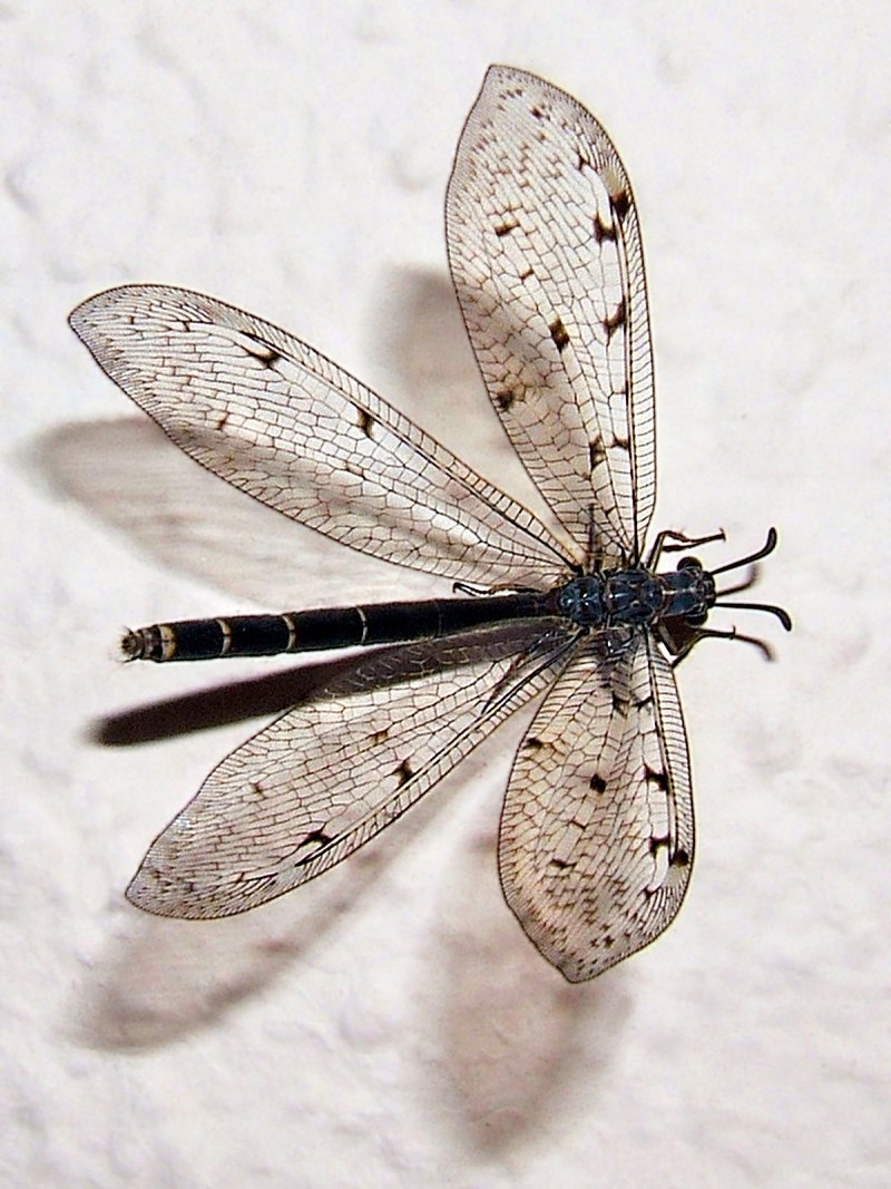 ЛОВУШКА муравьиного Льва