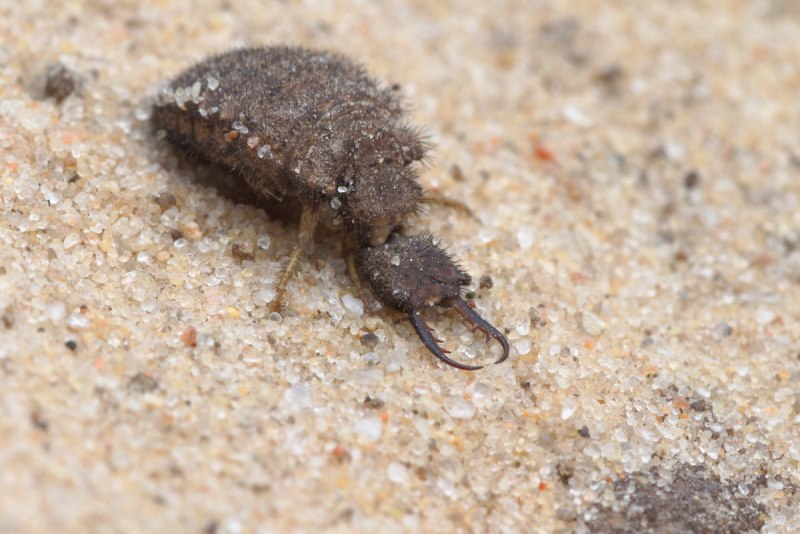 Муравьиный Лев Европейский