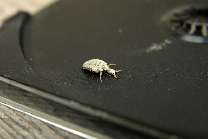 Муравьиные львы half Life 2