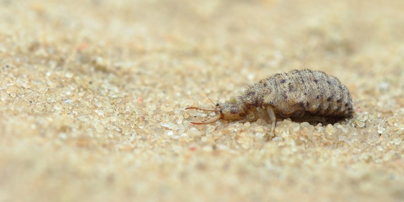 Жук муравьиный Лев