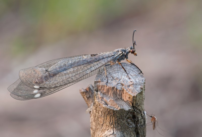 Сетчатокрылые муравьиный Лев