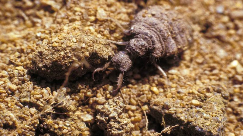 Myrmeleon formicarius