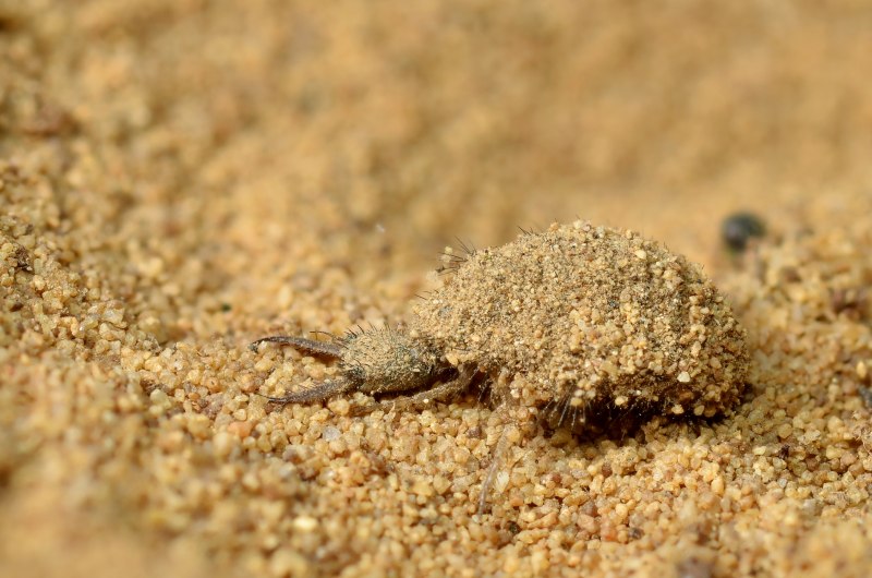 Личинка муравьиного Льва