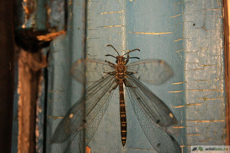 Муравьиный Лев Пятнокрылый личинка