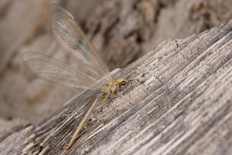 Стрекоза муравьиный Лев личинка