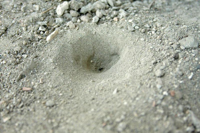 Муравьиный Лев Пятнокрылый