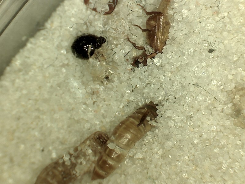 Насекомые в песке