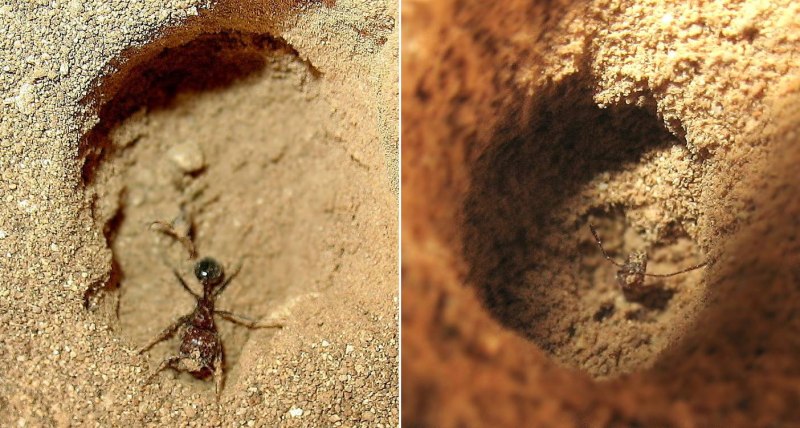 Пищяная ЛОВУШКА муравьиный Лев